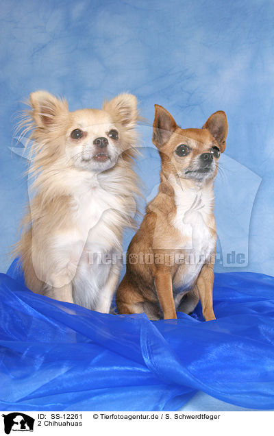 2 Chihuahuas / 2 Chihuahuas / SS-12261