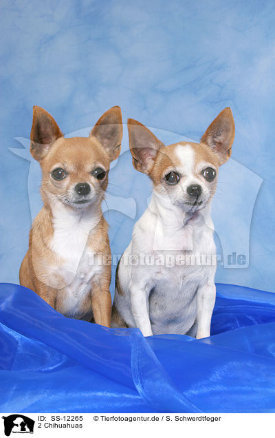 2 Chihuahuas / 2 Chihuahuas / SS-12265