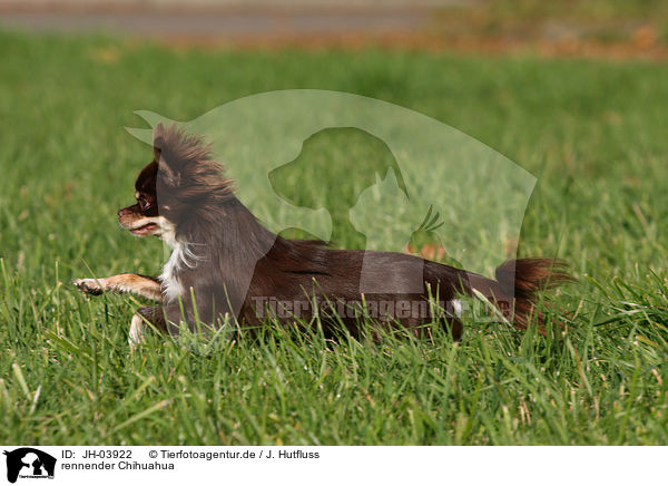 rennender Chihuahua / running Chihuahua / JH-03922