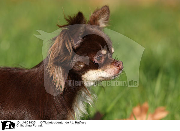 Chihuahua Portrait / Chihuahua Portrait / JH-03935