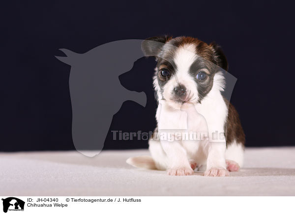 Chihuahua Welpe / chihuahua puppy / JH-04340