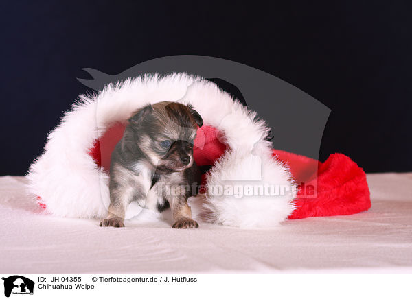 Chihuahua Welpe / chihuahua puppy / JH-04355