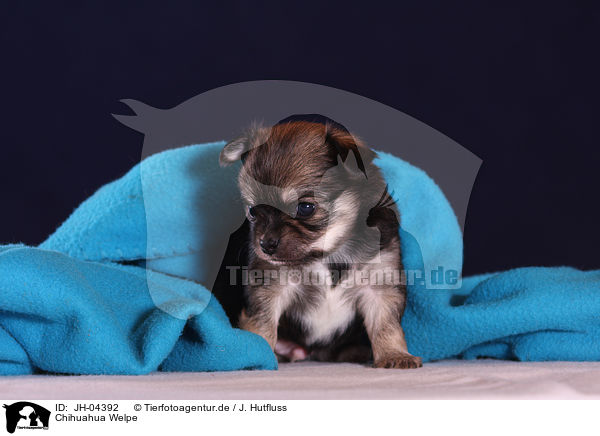 Chihuahua Welpe / chihuahua puppy / JH-04392