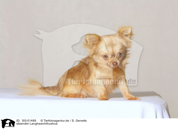 sitzender Langhaarchihuahua / sitting longhair chihuahua / SG-01489