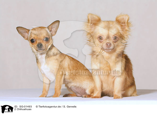 2 Chihuahuas / 2 Chihuahuas / SG-01493