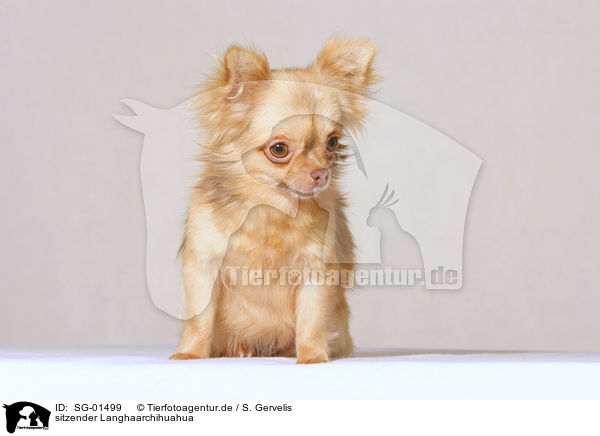 sitzender Langhaarchihuahua / sitting longhair chihuahua / SG-01499