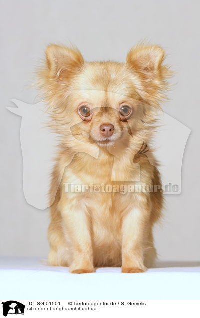 sitzender Langhaarchihuahua / sitting longhair chihuahua / SG-01501