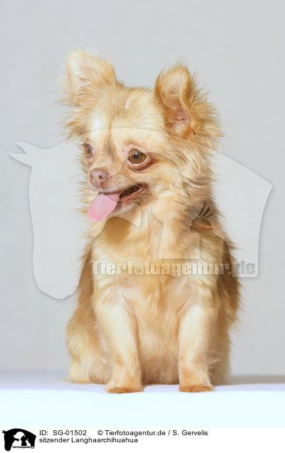 sitzender Langhaarchihuahua / sitting longhair chihuahua / SG-01502