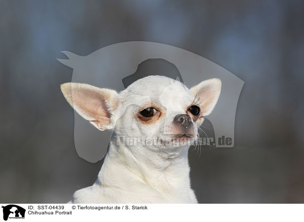 Chihuahua Portrait / Chihuahua Portrait / SST-04439