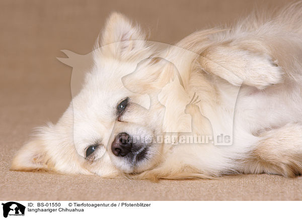 langhaariger Chihuahua / longhaired Chihuahua / BS-01550