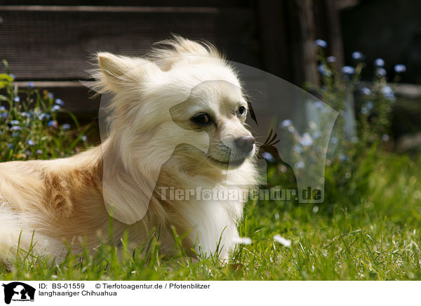 langhaariger Chihuahua / longhaired Chihuahua / BS-01559