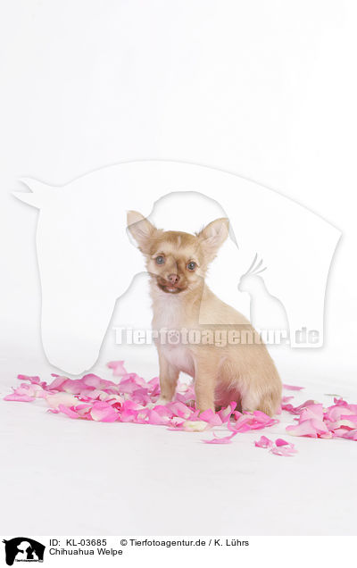 Chihuahua Welpe / KL-03685