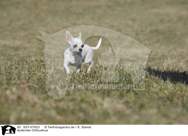 laufender Chihuahua / walking Chihuahua / SST-07823