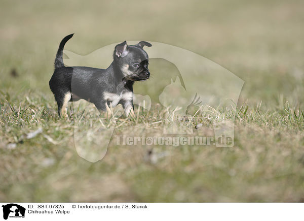 Chihuahua Welpe / Chihuahua Puppy / SST-07825