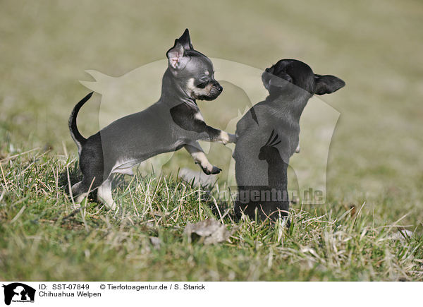 Chihuahua Welpen / Chihuahua Puppies / SST-07849