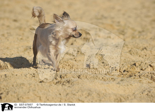 rennender Chihuahua / running Chihuahua / SST-07857