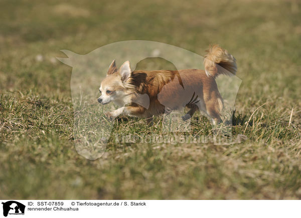 rennender Chihuahua / running Chihuahua / SST-07859