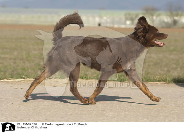 laufender Chihuahua / walking Chihuahua / TM-02536