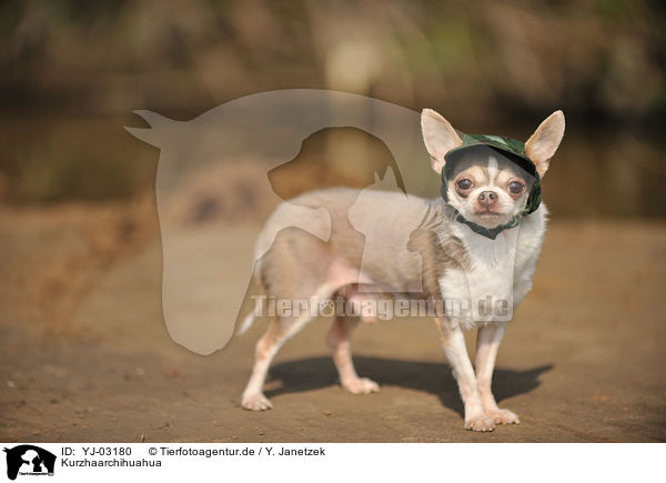 Kurzhaarchihuahua / shorthaired Chihuahua / YJ-03180