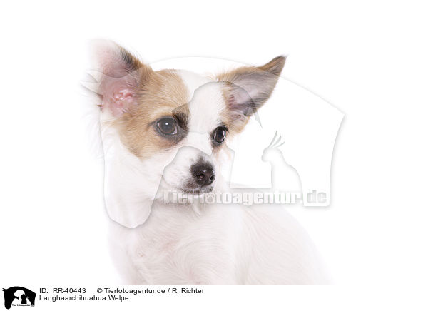 Langhaarchihuahua Welpe / longhaired Chihuahua puppy / RR-40443