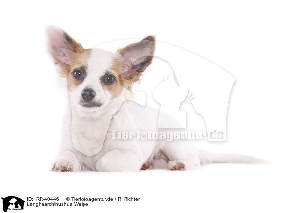 Langhaarchihuahua Welpe / longhaired Chihuahua puppy / RR-40446