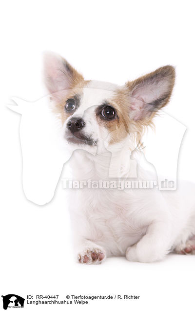 Langhaarchihuahua Welpe / longhaired Chihuahua puppy / RR-40447