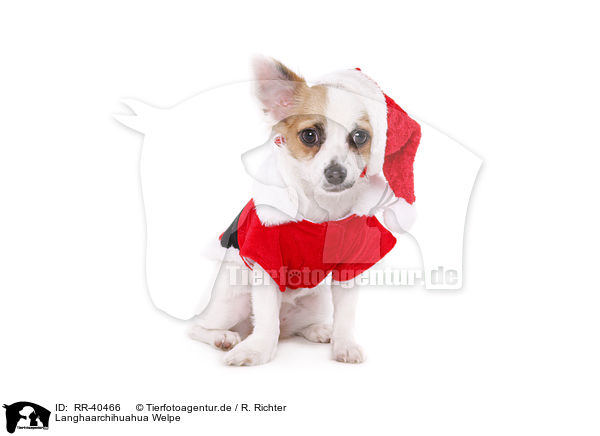Langhaarchihuahua Welpe / longhaired Chihuahua puppy / RR-40466