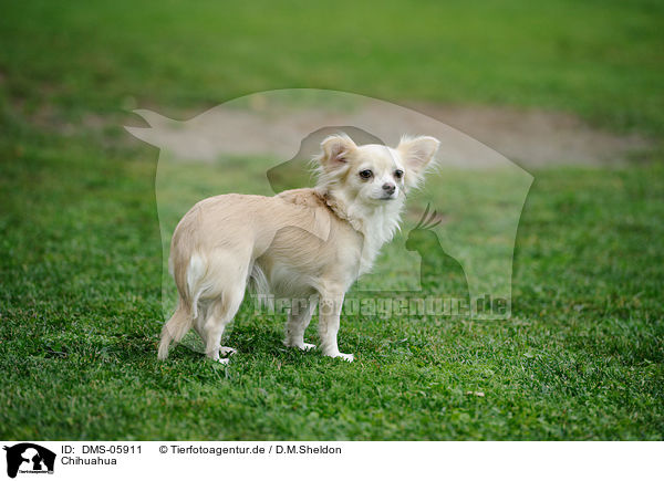 Chihuahua / Chihuahua / DMS-05911