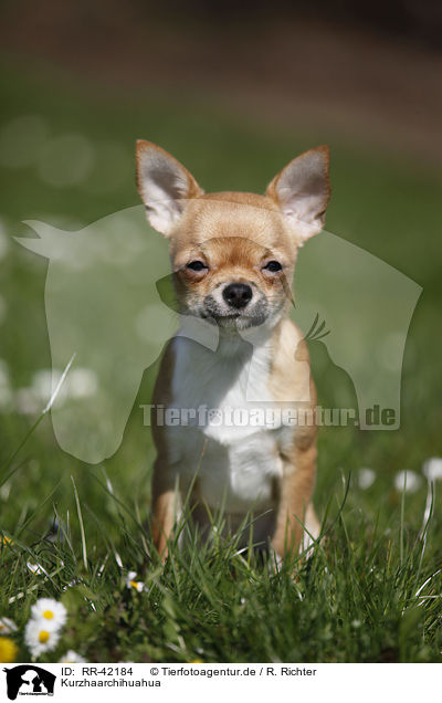 Kurzhaarchihuahua / shorthaired Chihuahua / RR-42184