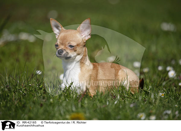 Kurzhaarchihuahua / shorthaired Chihuahua / RR-42185