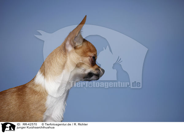 junger Kurzhaarchihuahua / young shorthaired Chihuahua / RR-42570