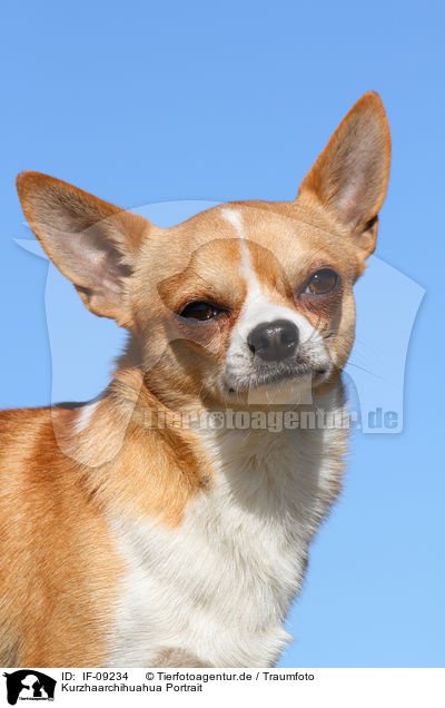 Kurzhaarchihuahua Portrait / shorthaired Chihuahua portrait / IF-09234