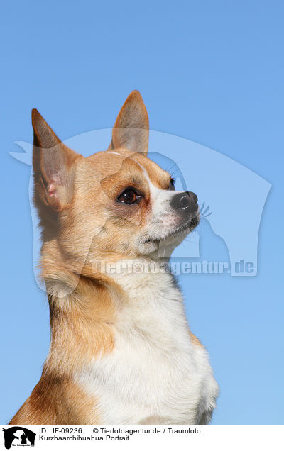 Kurzhaarchihuahua Portrait / shorthaired Chihuahua portrait / IF-09236