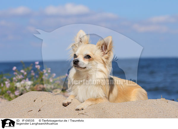 liegender Langhaarchihuahua / lying longhaired Chihuahua / IF-09535