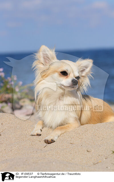 liegender Langhaarchihuahua / lying longhaired Chihuahua / IF-09537