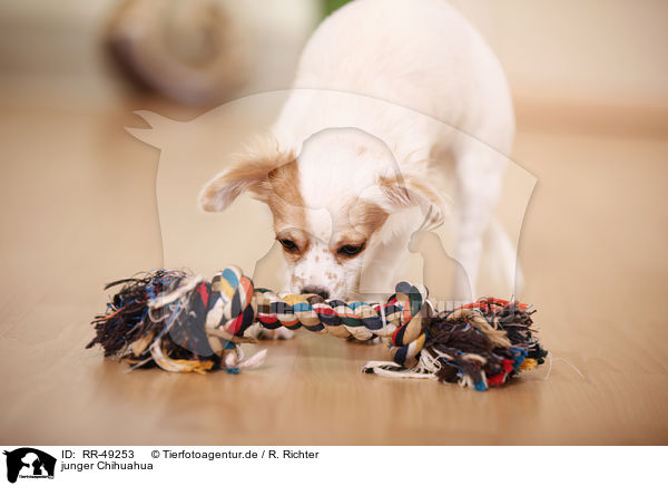 junger Chihuahua / young Chihuahua / RR-49253