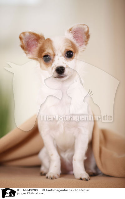 junger Chihuahua / young Chihuahua / RR-49283