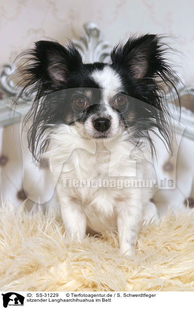 sitzender Langhaarchihuahua im Bett / sitting longhaired Chihuahua in bed / SS-31229