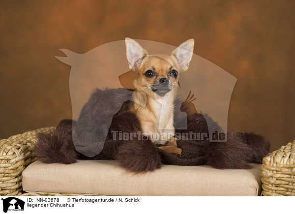 liegender Chihuahua / lying Chihuahua / NN-03678