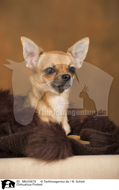 Chihuahua Portrait / Chihuahua Portrait / NN-03679