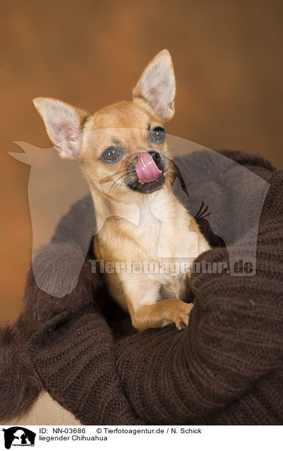 liegender Chihuahua / lying Chihuahua / NN-03686