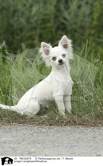 junger Langhaarchihuahua / young longhaired Chihuahua / TM-02879