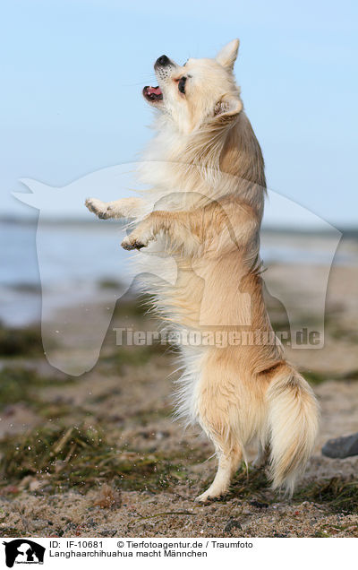 Langhaarchihuahua macht Mnnchen / longhaired Chihuahua shows trick / IF-10681