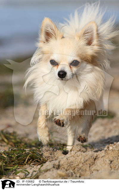 rennender Langhaarchihuahua / running longhaired Chihuahua / IF-10682
