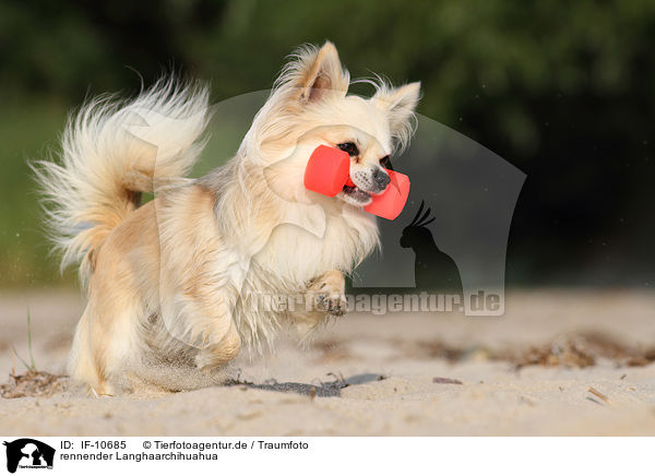 rennender Langhaarchihuahua / running longhaired Chihuahua / IF-10685