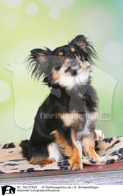 sitzender Langhaarchihuahua / sitting longhaired Chihuahua / SS-37525