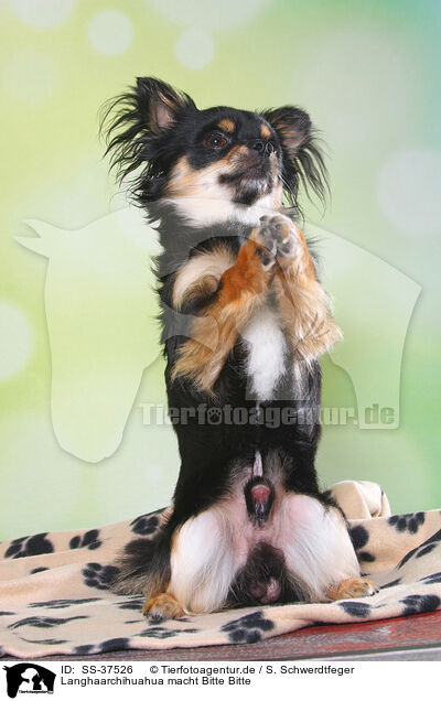 Langhaarchihuahua macht Bitte Bitte / begging longhaired Chihuahua / SS-37526