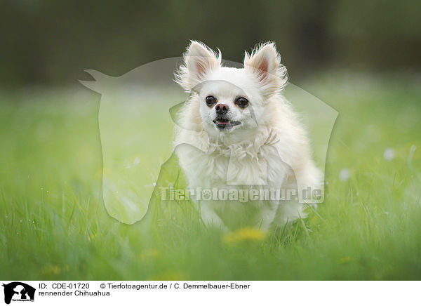 rennender Chihuahua / running Chihuahua / CDE-01720