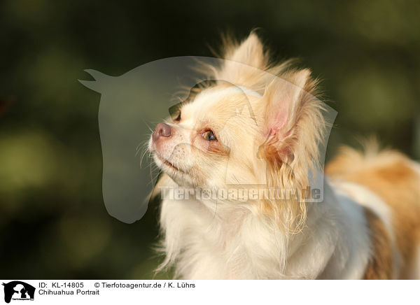 Chihuahua Portrait / KL-14805