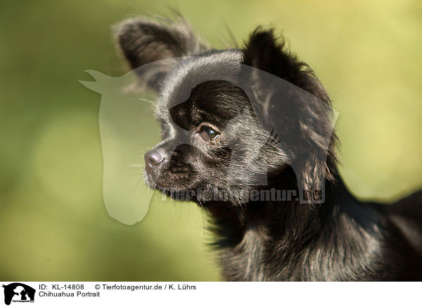 Chihuahua Portrait / KL-14808